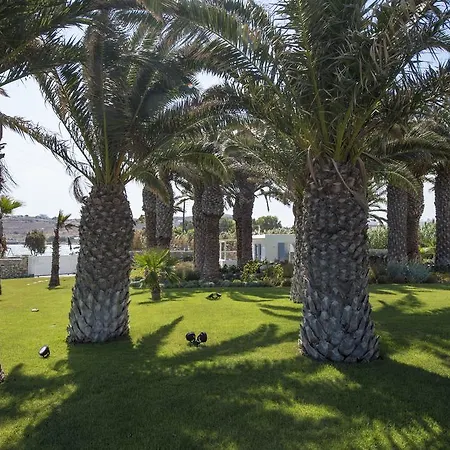 Bellonia 나오우사